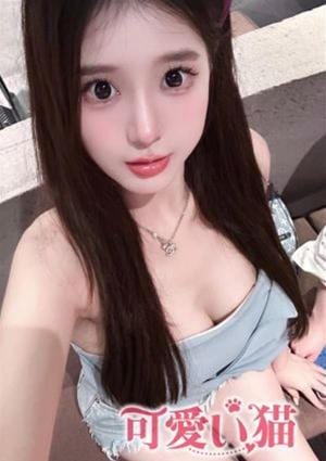 ねこの画像