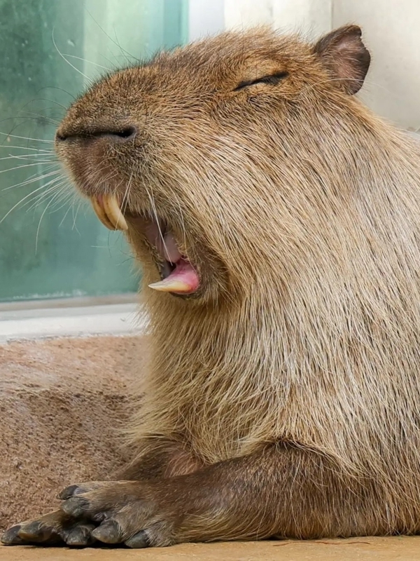 キャスト（１A)の画像